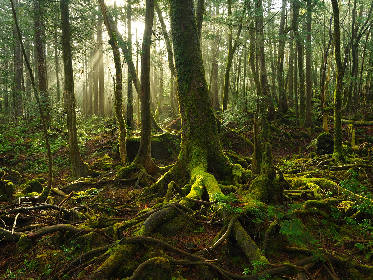 Hutan Aokigahara di Fujikawaguchiko, Jepun