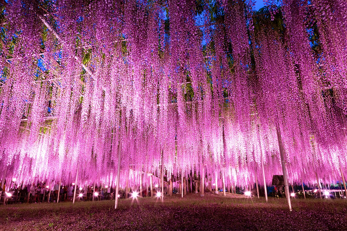 Blühende Wunder: Ein saisonaler Führer zum Ashikaga Flower Park