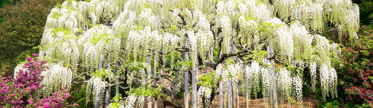 Ashikaga Itinerary | Top Attractions & Day Trips to Mashiko & Tochigi City background image
