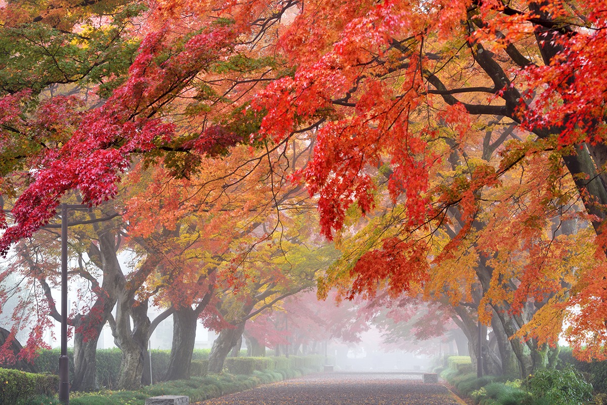 栃木縣旅遊指南-怎麼玩-最佳旅遊時間-秋季活動