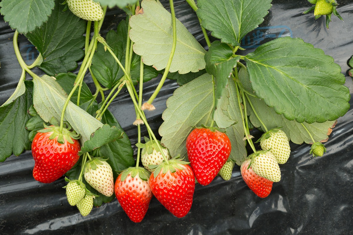 Ashikaga itinerary-day trips to Mashiko-Tochigi-Strawberry Picking