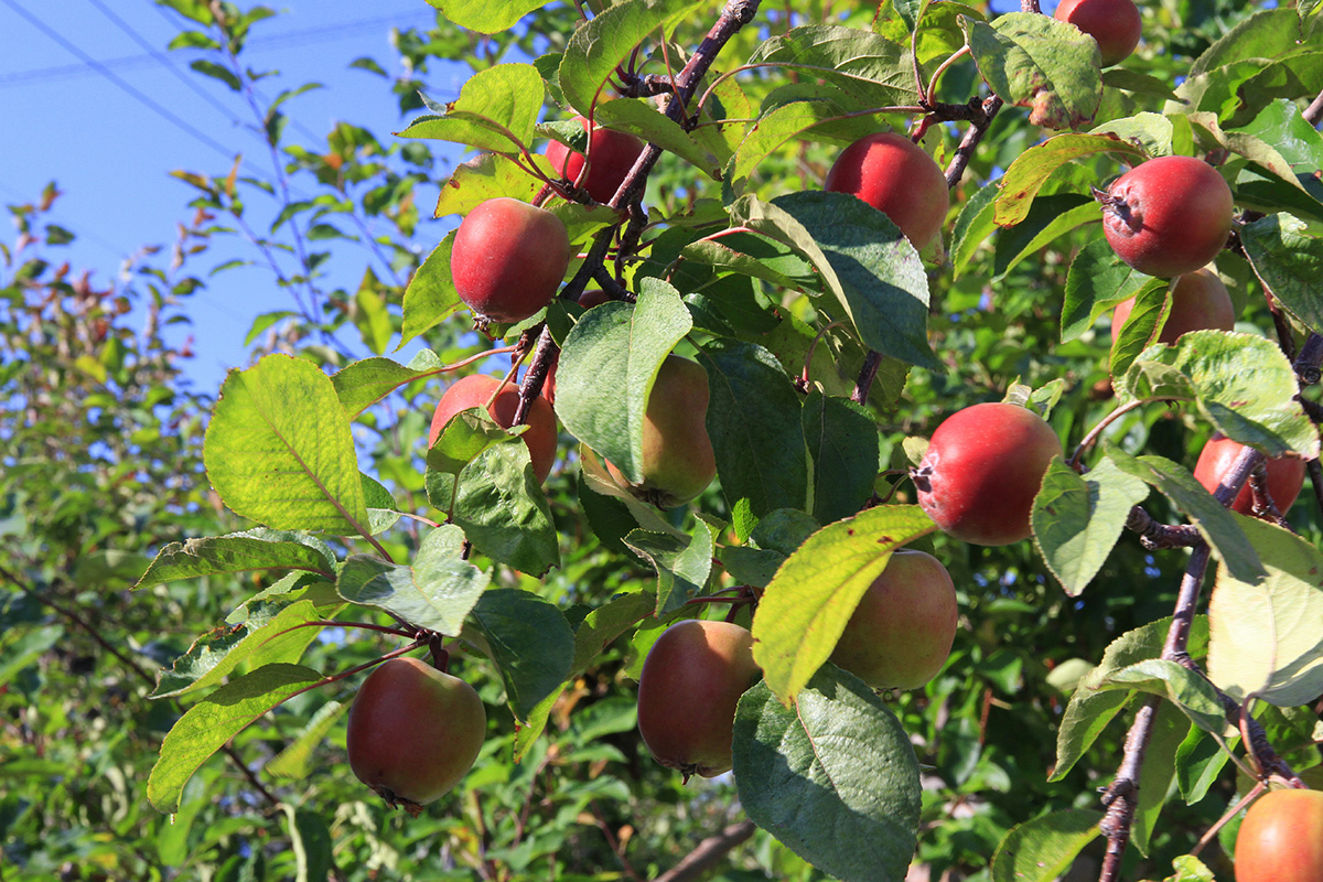 Autumn food and drink in Tohoku-fall food festivals-tours-Apple Picking in Aomori Prefecture