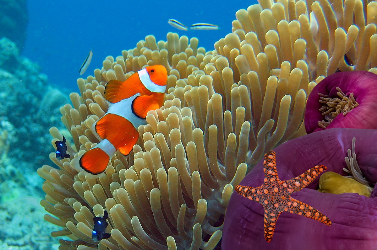 Anemone and Clownfish close-up. Ko Tao island, Thailand.