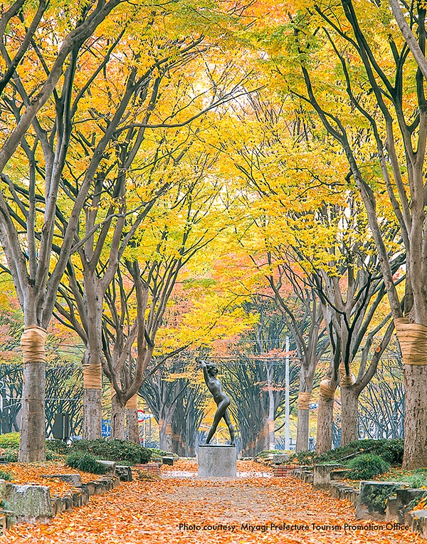Best Spots to See Autumn Leaves in Tohoku-fall foliage tours in Japan-Autumn foliage at Jozenji-dori Avenue - Sendai City