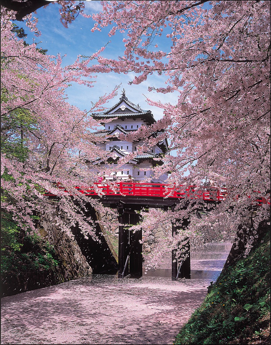 Cherry Blossom Viewing Spots in Tohoku-Hirosaki Cherry Blossom Festival-Aomori Prefecture