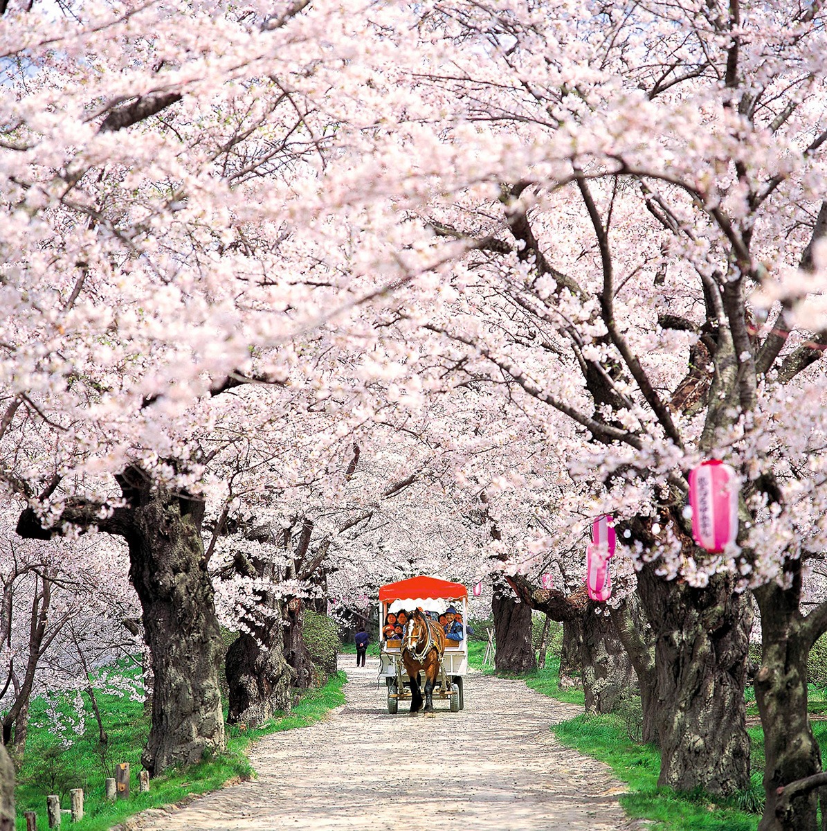 Cherry Blossom Viewing Spots in Tohoku-Kitakami Tenshochi Cherry Blossom Festival-Iwate Prefecture