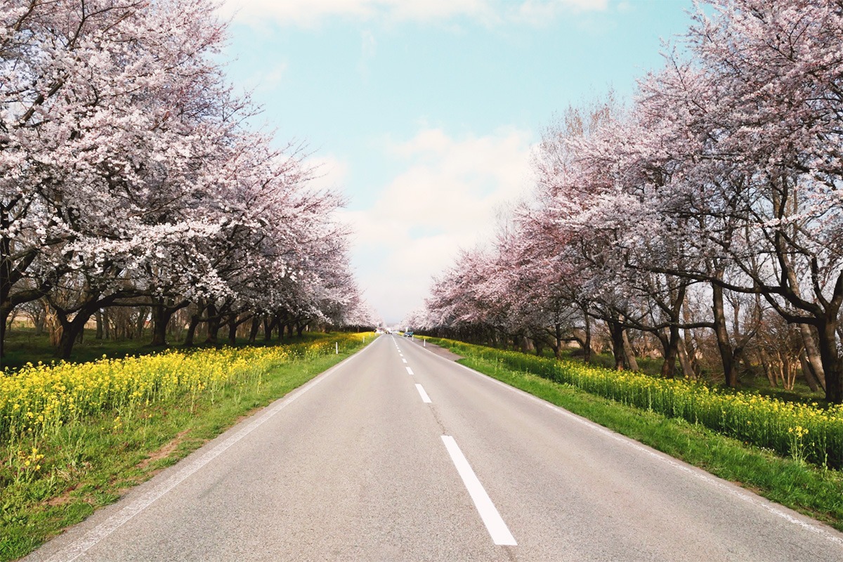 Cherry Blossom Viewing Spots in Tohoku-Cherry Blossom and Rapeseed Road-Akita Prefecture