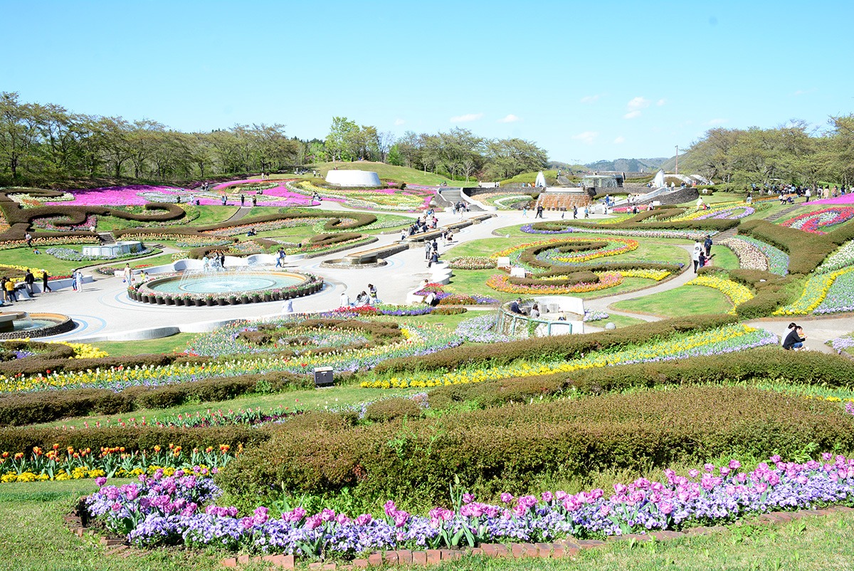 Cherry Blossom Viewing Spots in Tohoku-Michinoku Forest Lakeside Park Flower Festival-Miyagi Prefecture