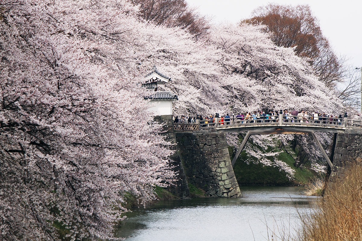 Cherry blossoms at Kajo Park, Yamagata, Japan
