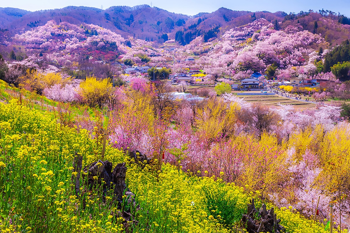 Cherry Blossom Viewing Spots in Tohoku-Hanamiyama Park-Fukushima Prefecture
