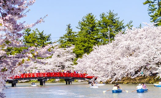 Top 8 Cherry Blossom Viewing Spots in Tohoku, Northern Japan Region