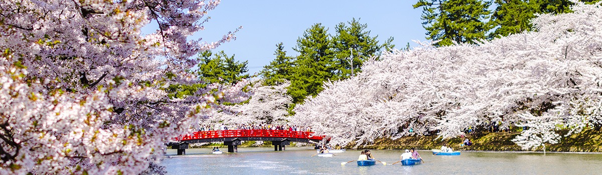 Top 8 Cherry Blossom Viewing Spots in Tohoku, Northern Japan Region