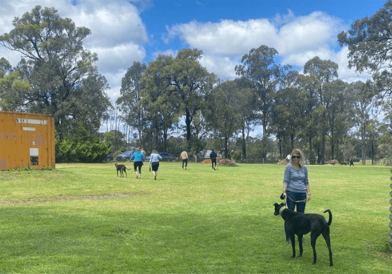 Volunteering at Greyhound Rescue in Sydney, Australia