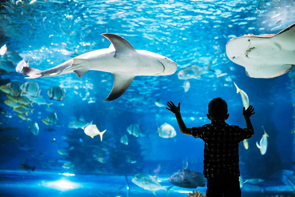 Sharjah Aquarium-places to visit in UAE during Eid