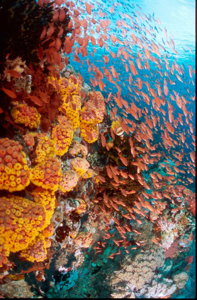 Visit Batangas Dive-Photo Credit-Robert Yin