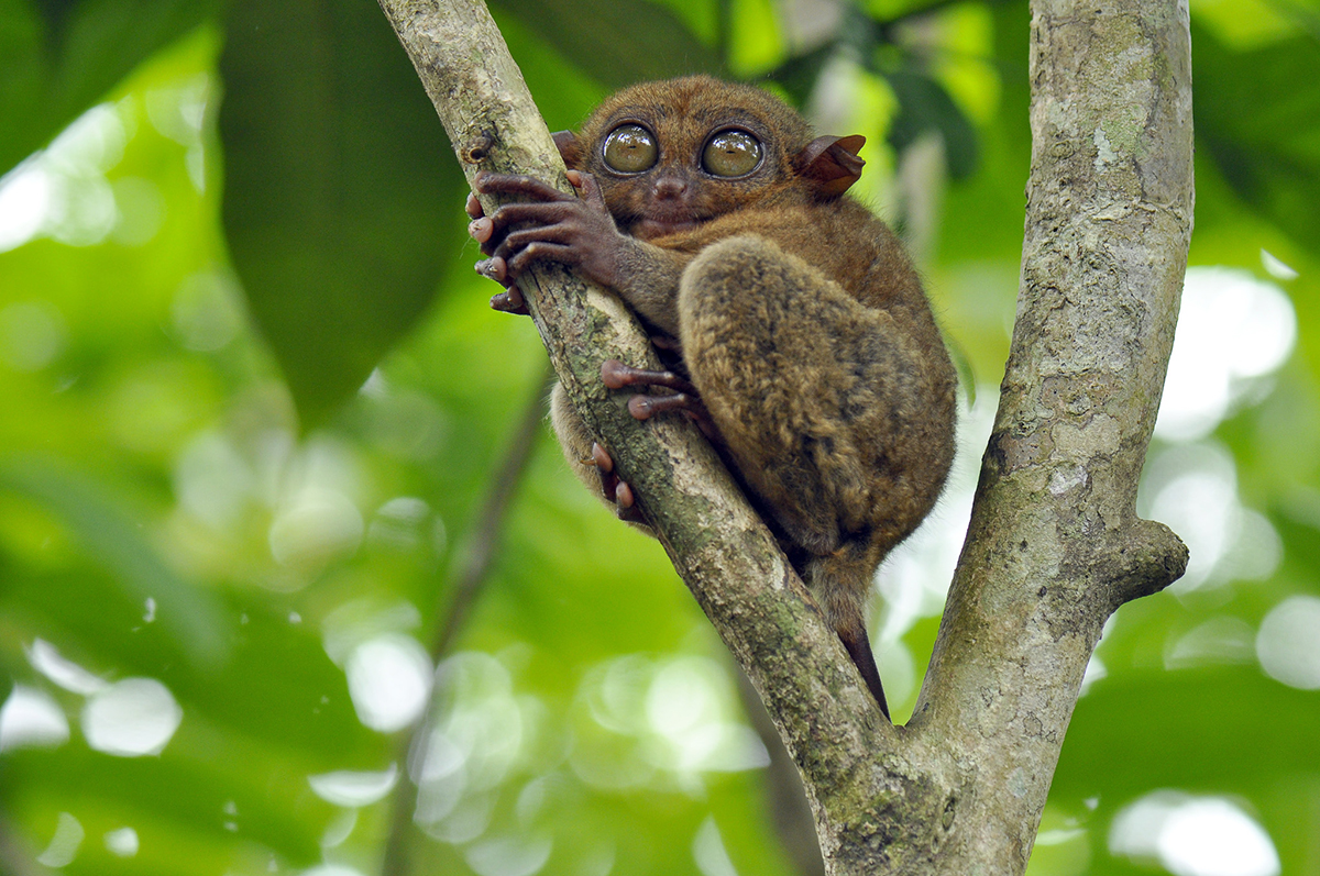 Bohol Tarsius-Erwin Lim-Filipina