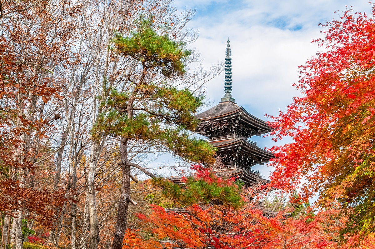 Best Photography Spots in the Tohoku-Saihoji Temple