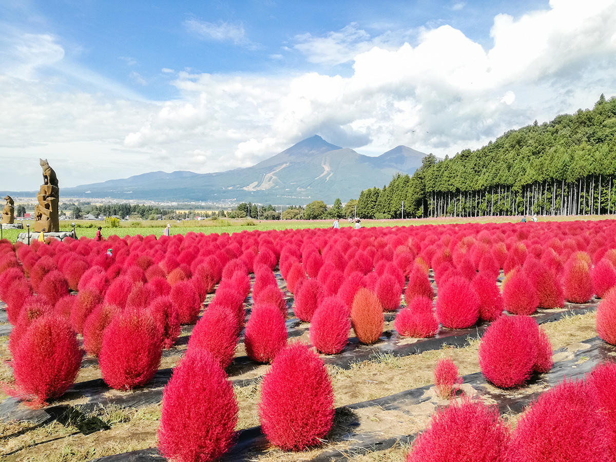 Best Photography Spots in the Tohoku-Inawashiro Herb Garden