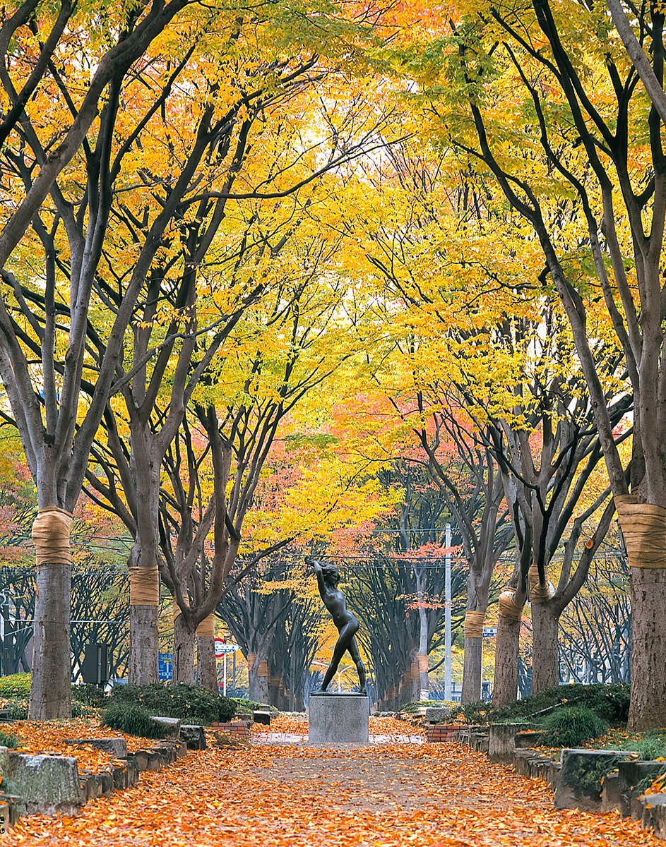 Best Autumn Foliage in Tohoku-Sendai City