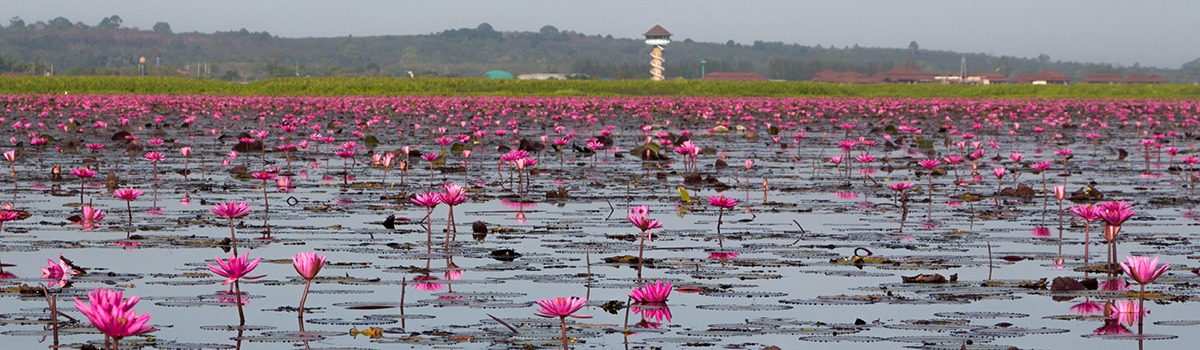 Pink,Lotus,Flower,Field,At,Talay,Noi,In,Phattalung,,Thailand