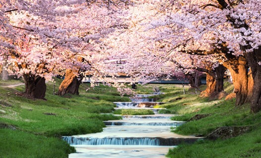 Must-Visit Spring Sightseeing Spots in Tohoku, Japan - Revised for 2023!