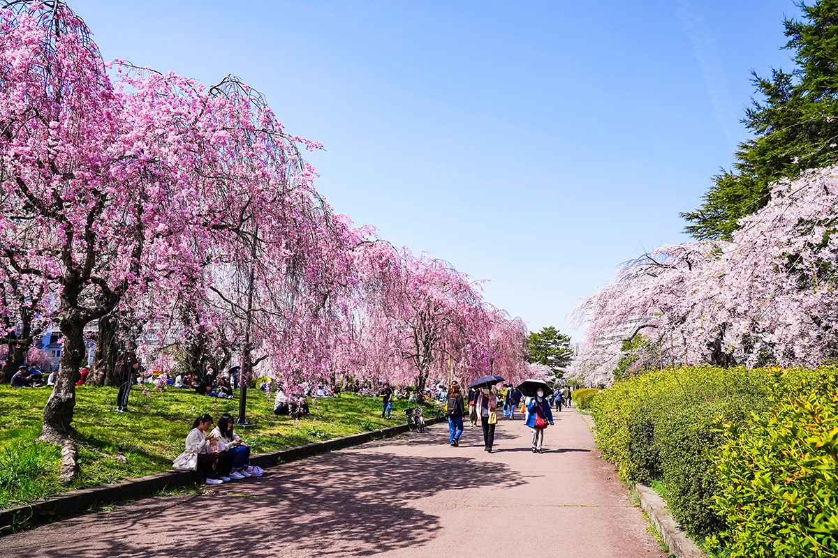 Taman Tsutsujigaoka Sendai, rencana perjalanan 4 hari-Tohoku-Jepang-1