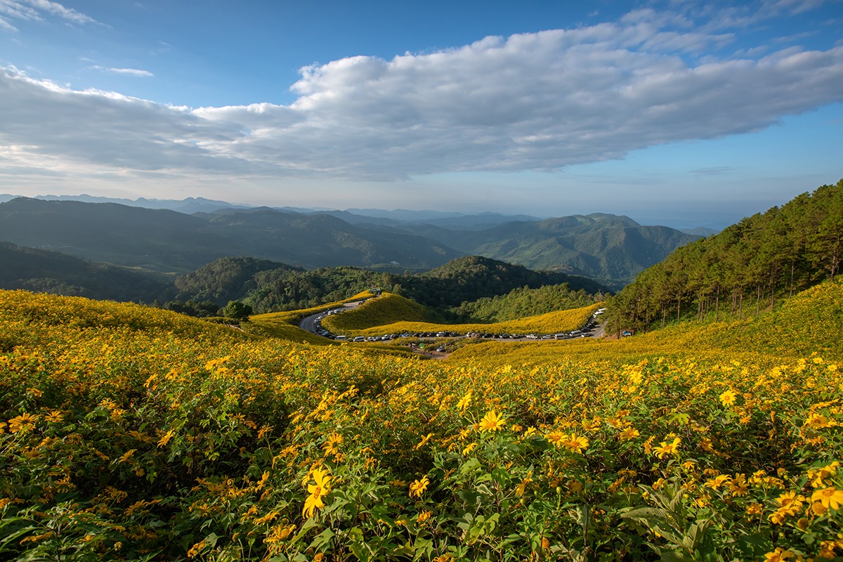 Bua-Tong-Field-Mae-Hong-Son-Things-to-do-in-Upper-North-Thailand