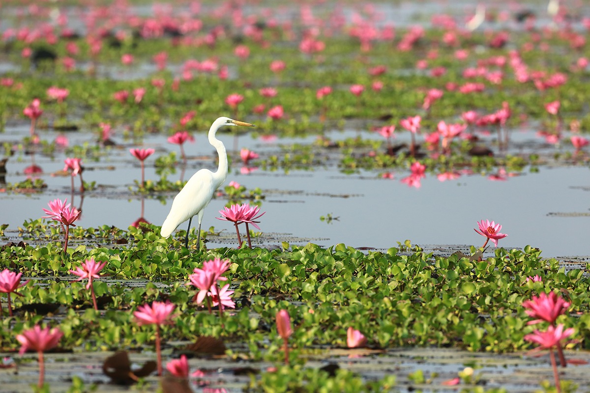 Bueng-Boraphet-Nakhonsawan-Things-to-do-in-Lower-North-Thailand