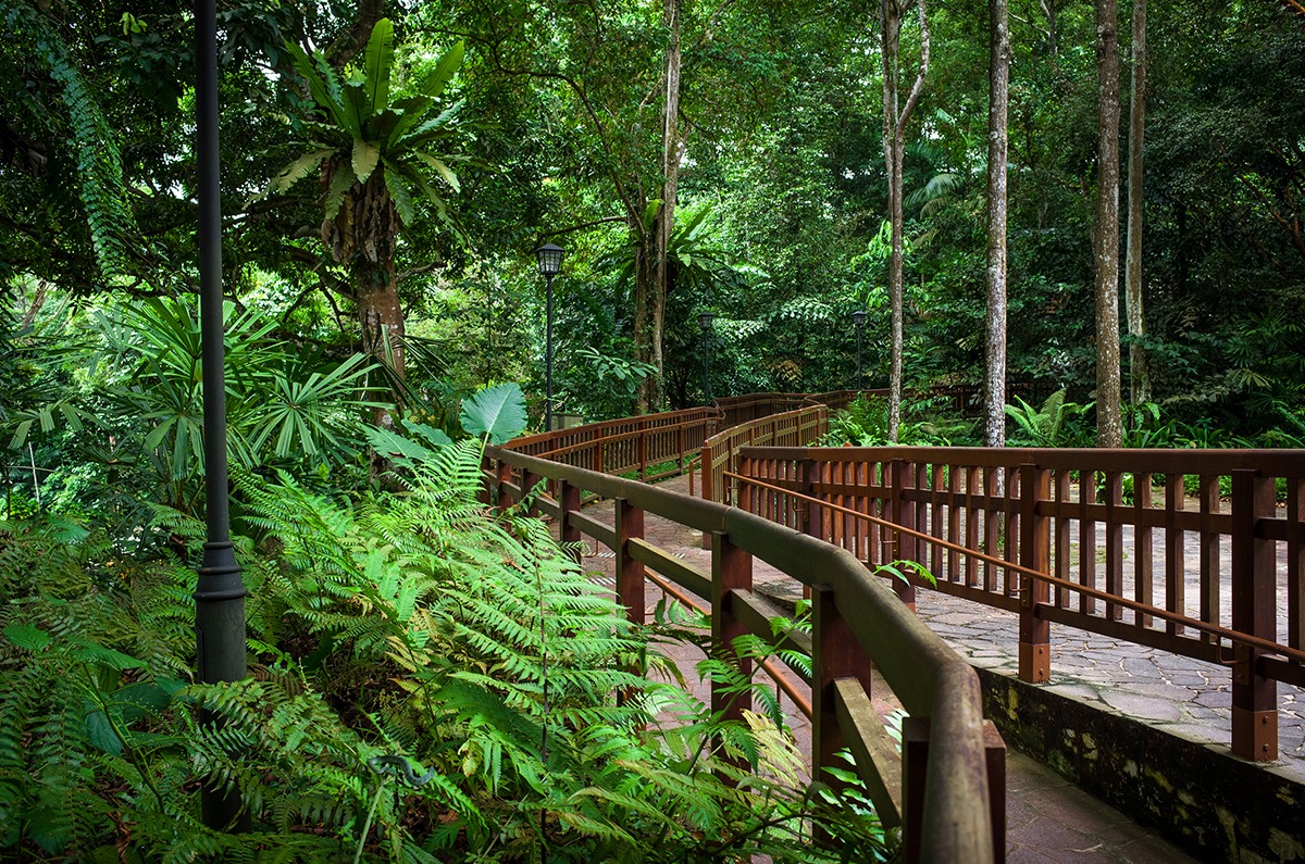 Bukit-Timah-Nature-Reserve