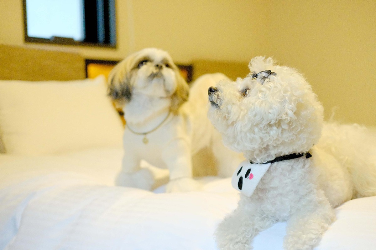 ICI HOTEL Asakusabashi-Pet friendly hotels in Tokyo