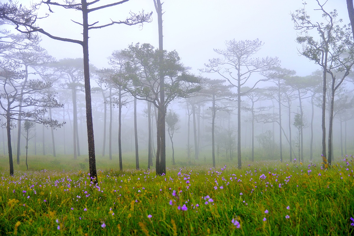 Phu-Soi-Dao-National-Park-Uttaradit-Things-to-do-in-Upper-North-Thailand