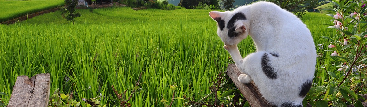 Pet-Friendly Hotels in Chiang Mai &#8211; Places to Stay for Travelers with Pets