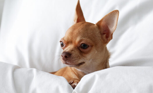 Pet-Friendly Hotels in Johor Bahru – Places to Stay for Travelers with Pets
