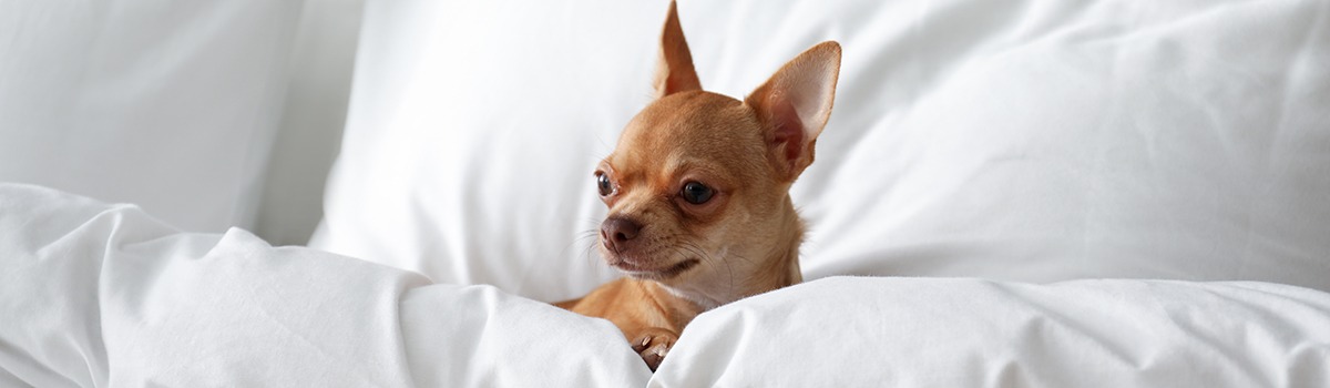 Pet-Friendly Hotels in Johor Bahru – Places to Stay for Travelers with Pets