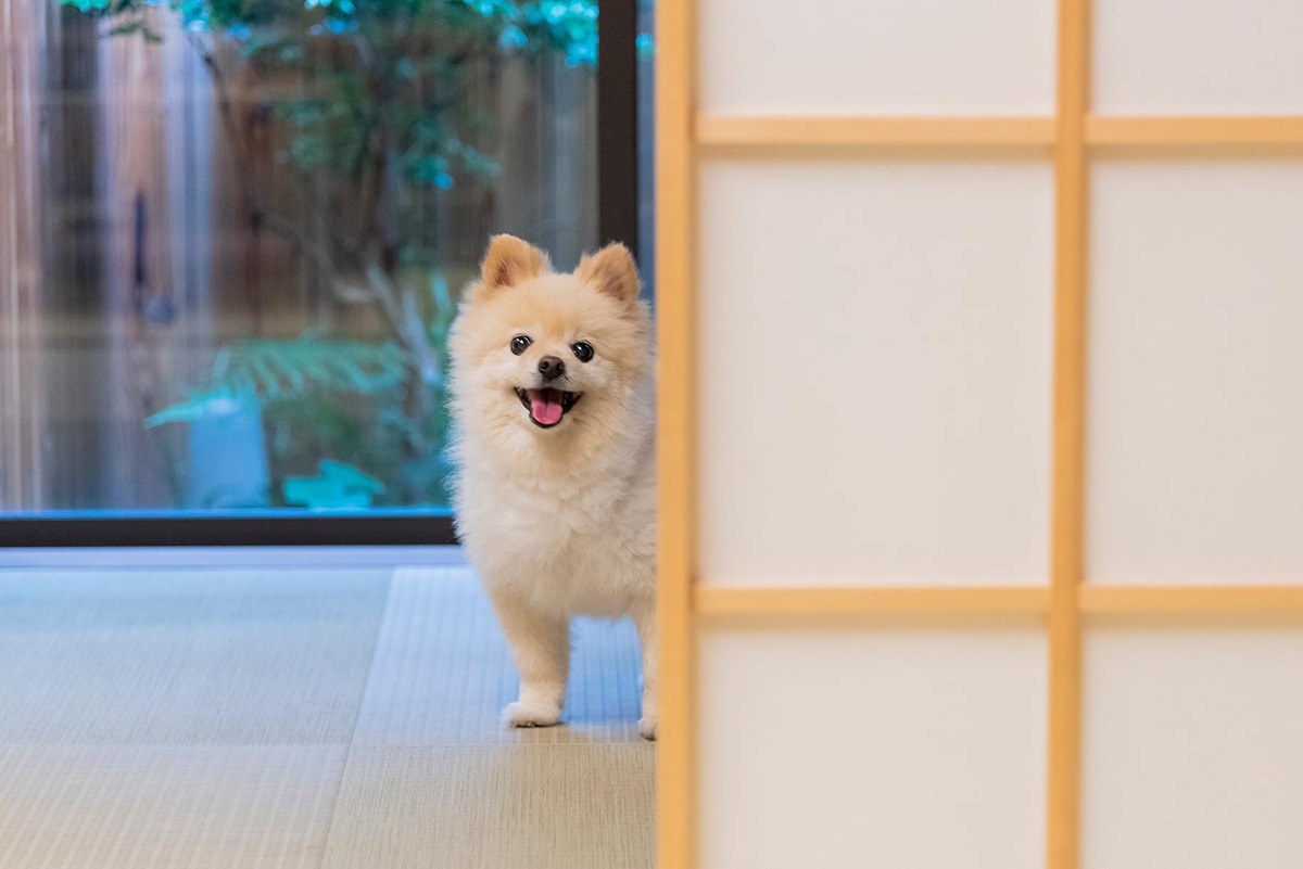 Ichijo Karin-Pet friendly hotels in Kyoto