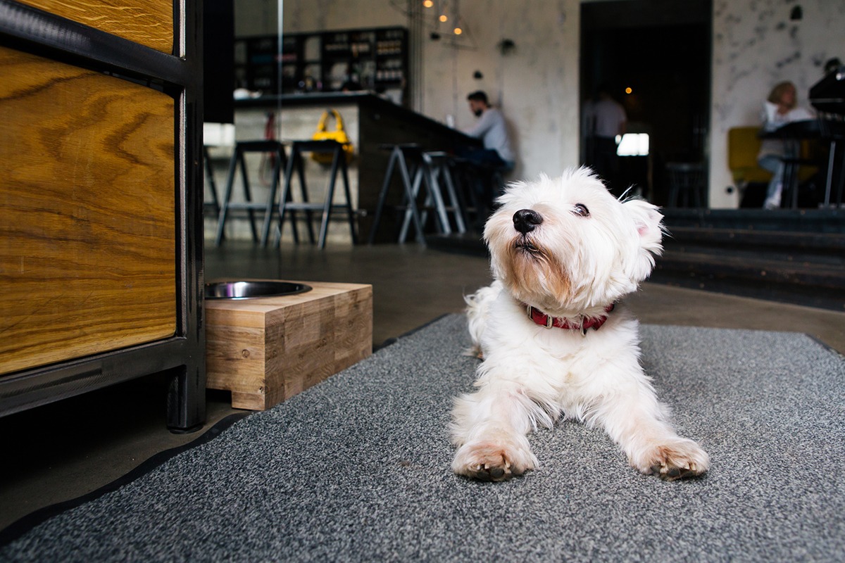 Pet-friendly-spot-Pet-friendly-hotels-in-Johor-Bahru-1