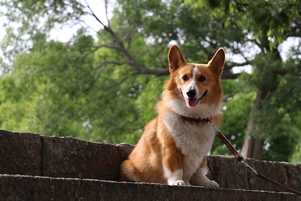 Pet-friendly-spots-Pet-friendly-hotels-in-Osaka