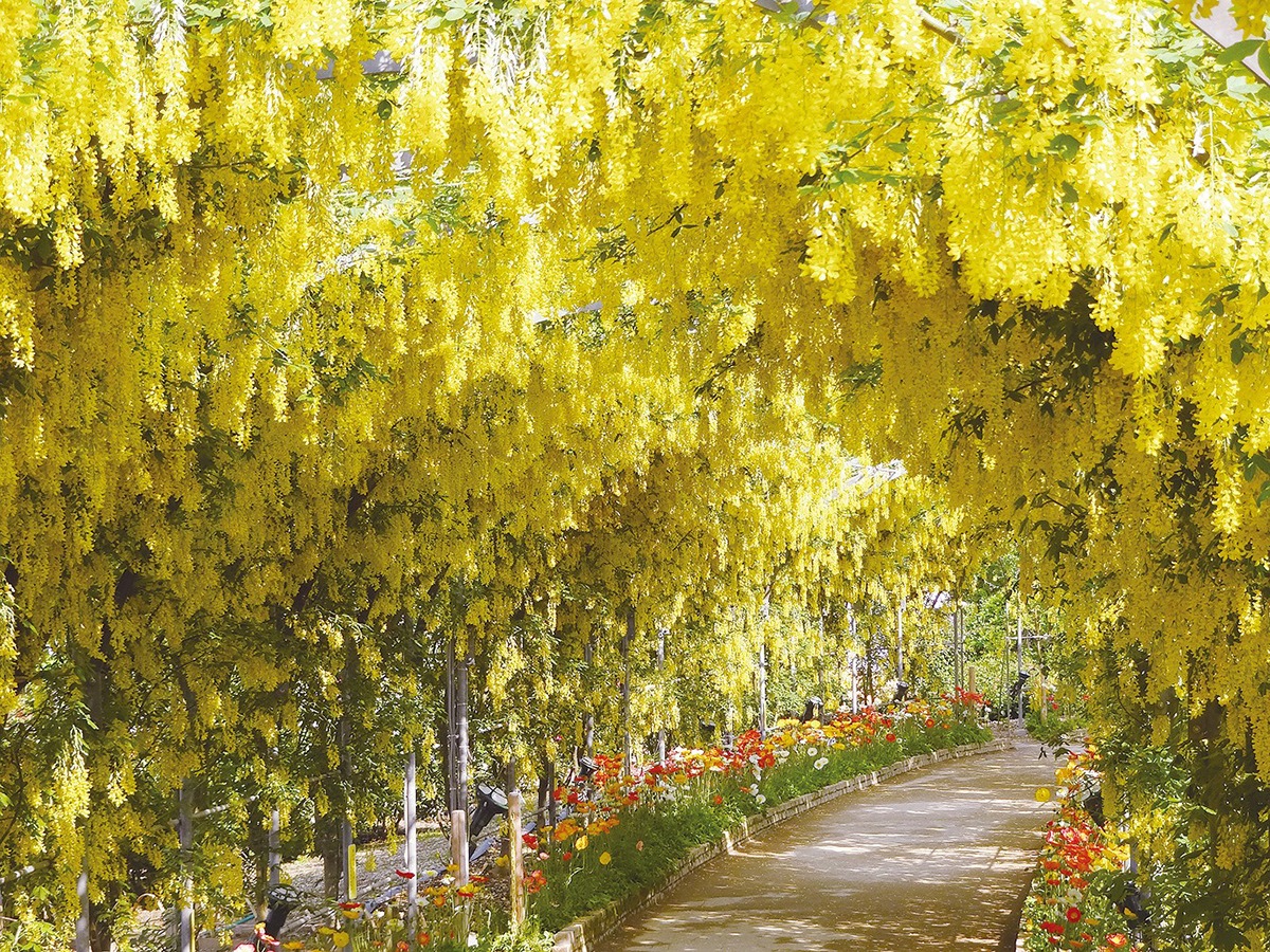 Parc floral d'Ashikaga-Tochigi-Japon-1