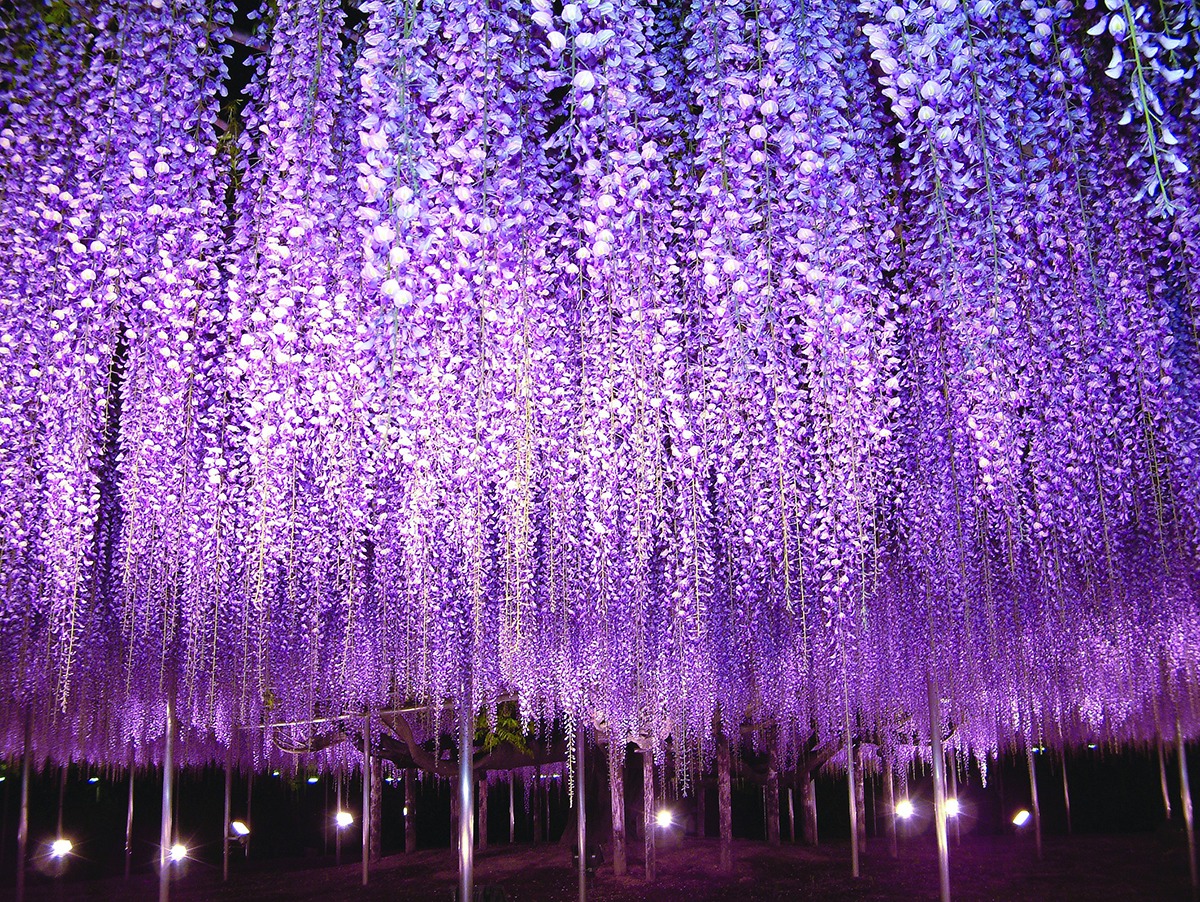 Parc floral d'Ashikaga-Tochigi-Japon-2