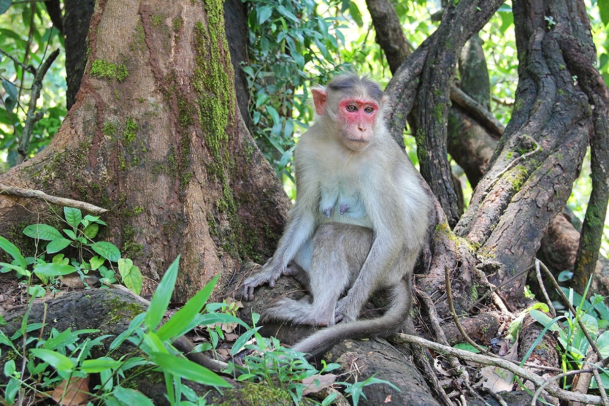 印度果阿，巴格旺-马哈维尔野生动物保护区
