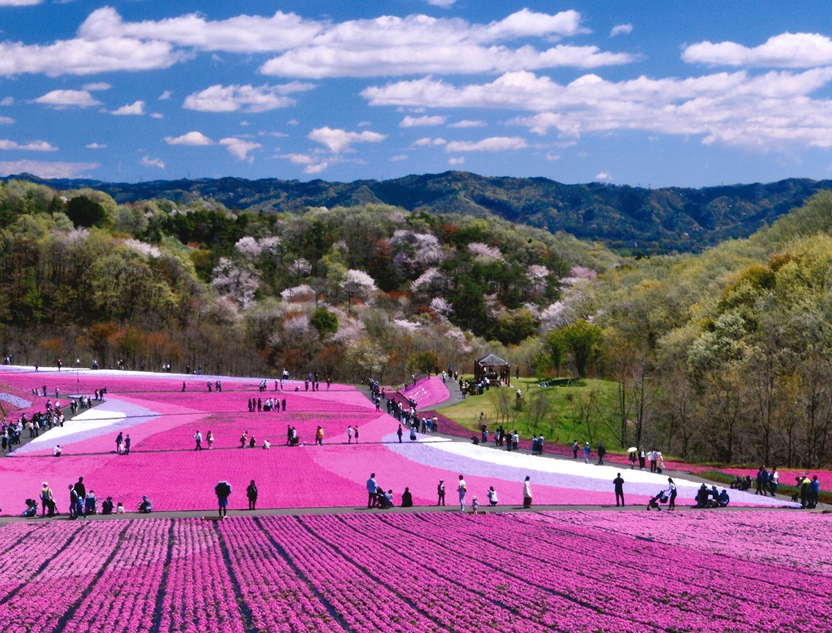 Gardens in Tochigi-Ichikai-machi Shibazakura Park