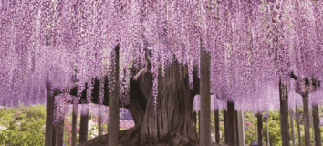 Tochigi, Japonia