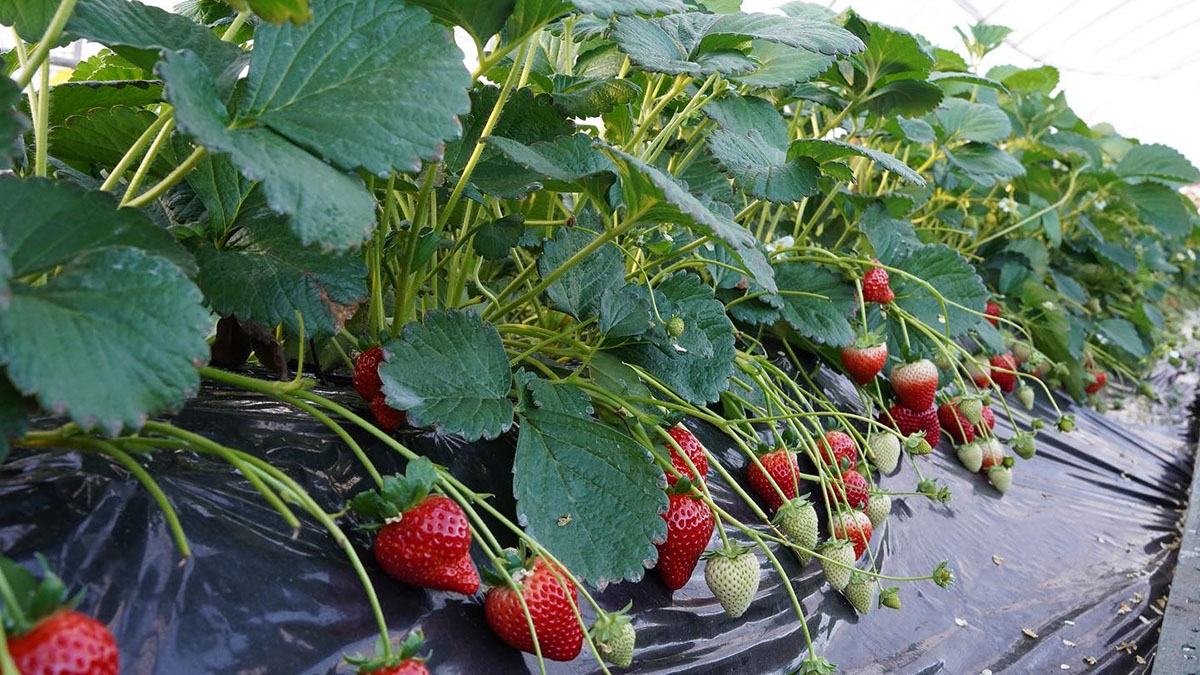 strawberry-restaurants in Tochigi