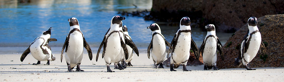 10 Unforgettable Things to Do in Cape Town, South Africa background image
