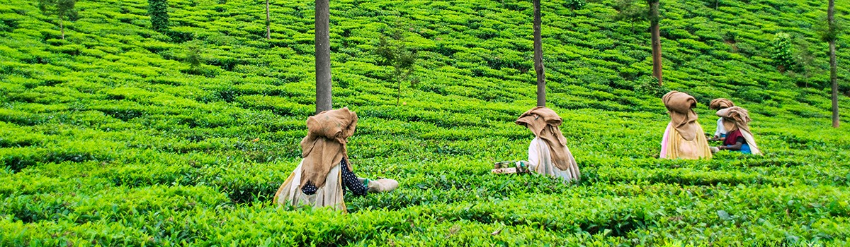 10 Amazing Things to Do in Wayanad, India