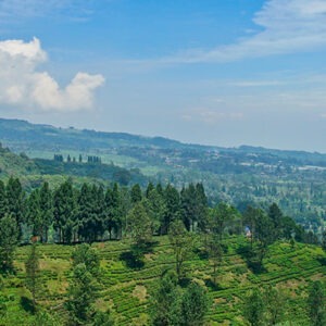 Puncak, Indonesia