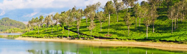 Discover the Best Things to Do in Munnar, India