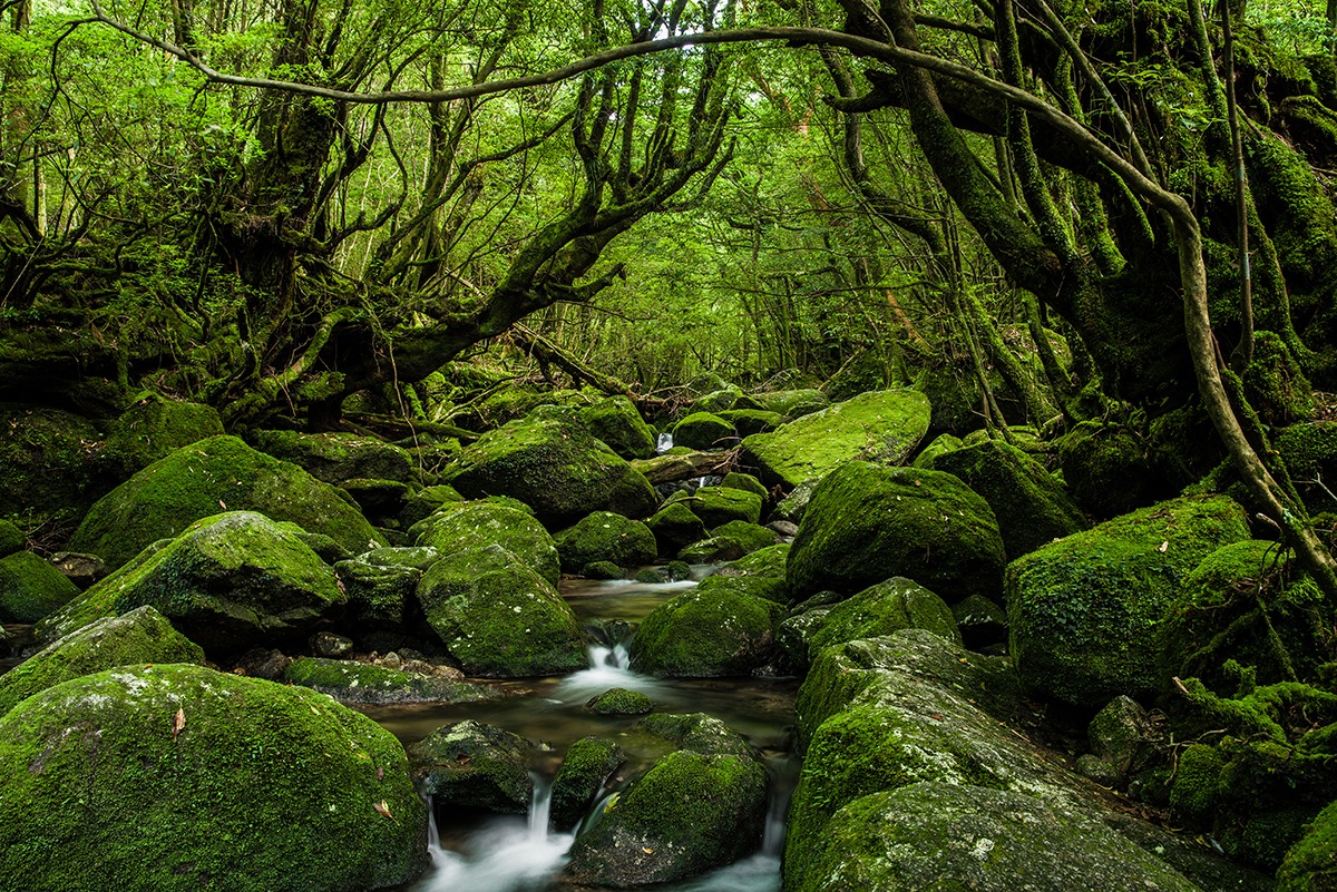 UNESCO World Heritage Sites in Japan-Yakushima