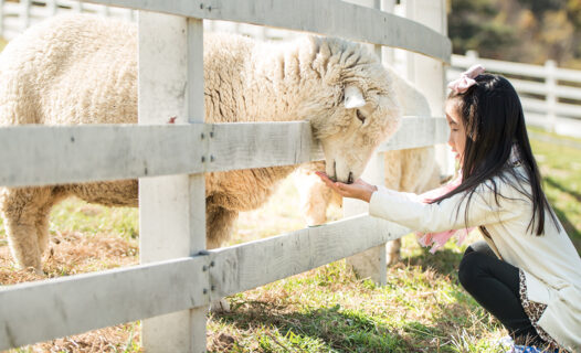 Complete List of Kid-Friendly Activities for Visit Korea Year 2023-24