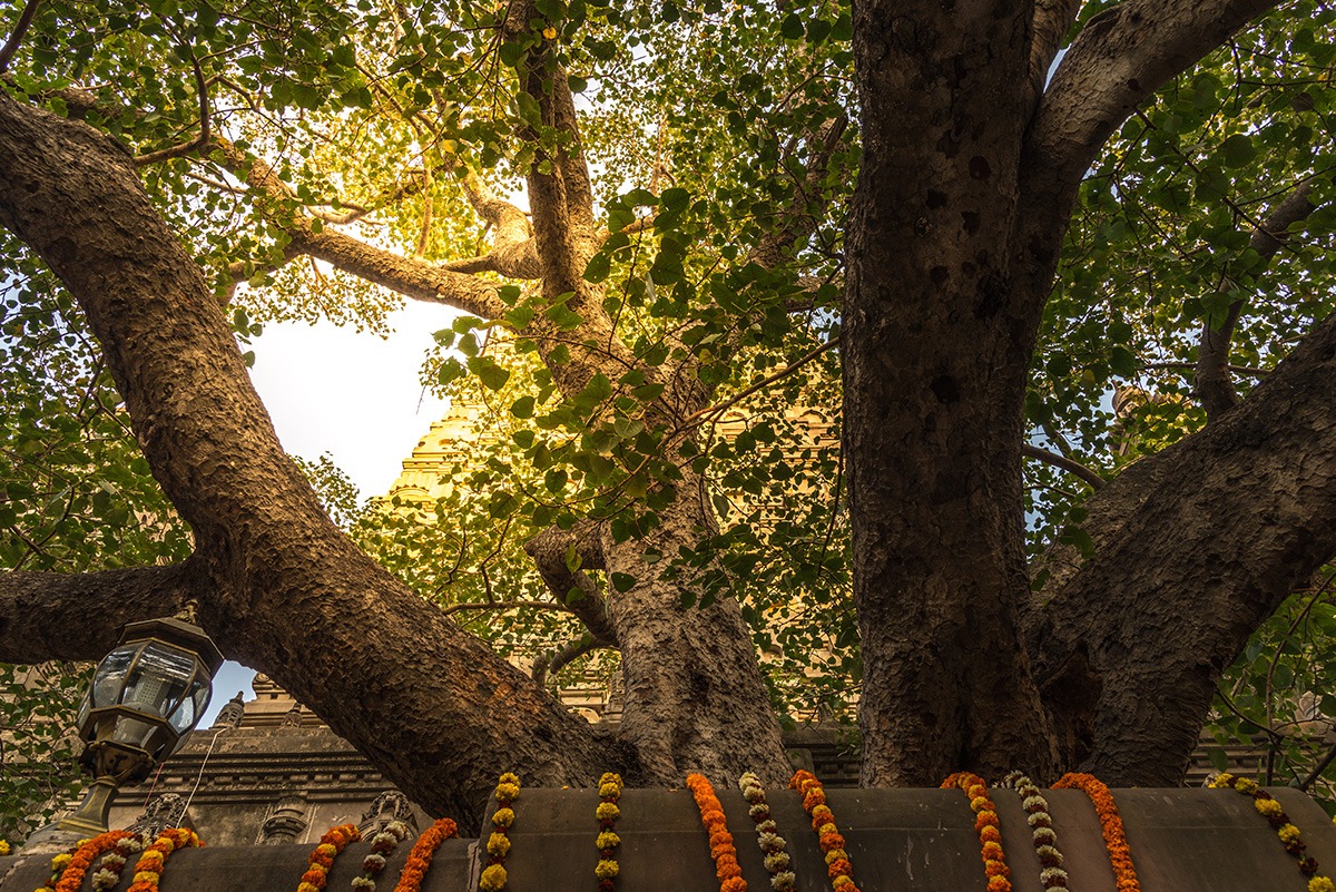 Bodhi Tree Buddhist Circuit India